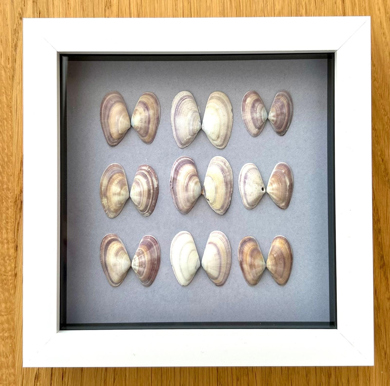 Handmade Venus Clam Shell Art: Coastal Cornish Picture Framed