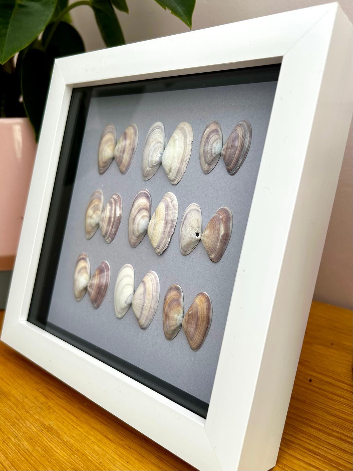 Handmade Venus Clam Shell Art: Coastal Cornish Picture Framed