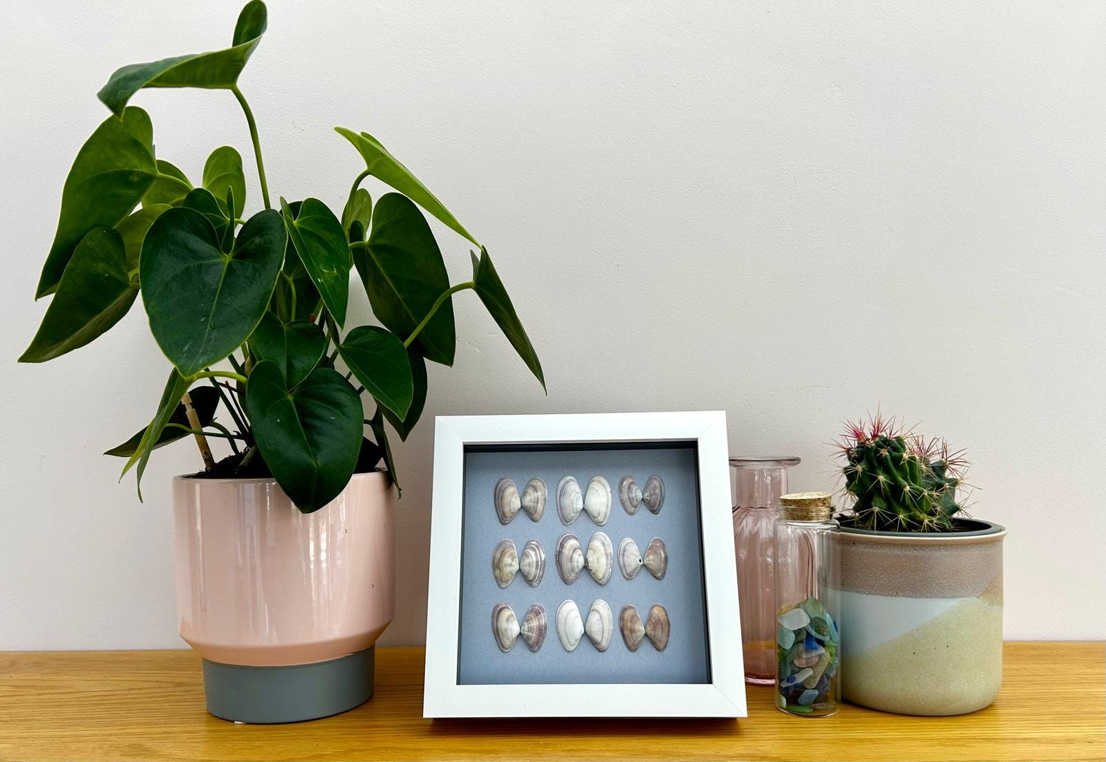 Handmade Venus Clam Shell Art: Coastal Cornish Picture Framed